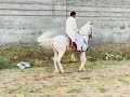 Horse riding  raja ghayas ahmed