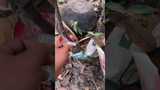 আম গাছে আম বেশি ধরেনি #minivllg#shorts#viralvideo#video#village#mangotree