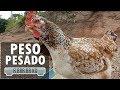 Pesando a maior galinha caipira do brasil