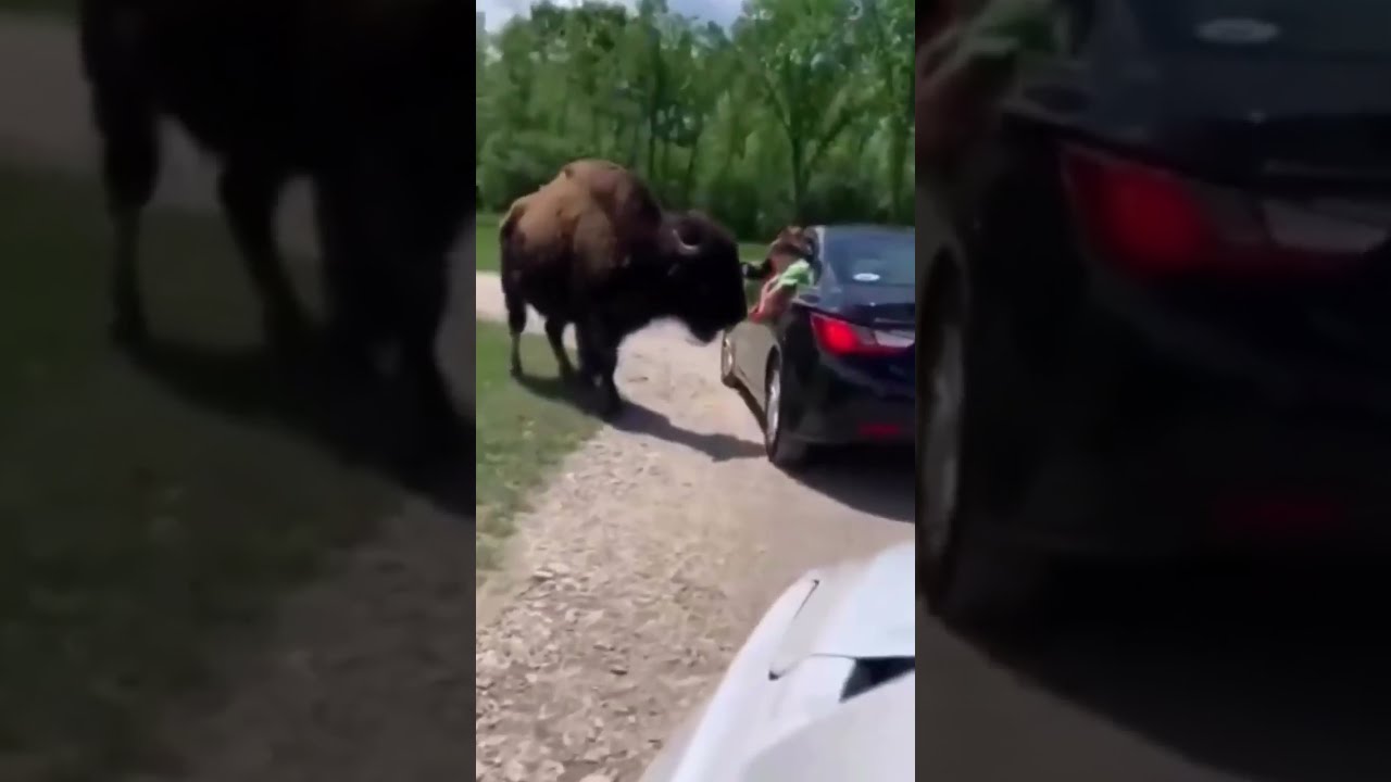 Angry Bison Attacks Car Shorts