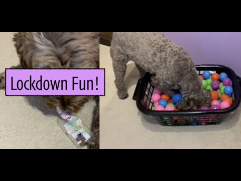 The Best Enrichment Toys for Bored Dogs – The Honest Kitchen