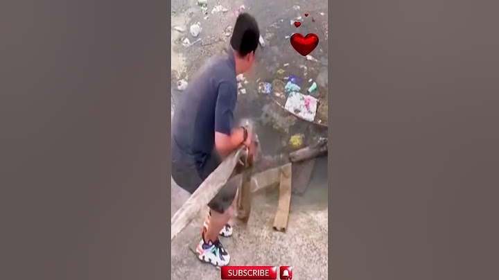 Emergency Dog Rescue – Heartwarming Save Caught on Camera