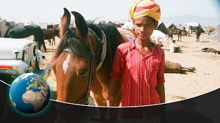 The supreme Marwari Horse  India's magical creature