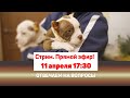 ⭕️ Отвечаем на вопросы |   СТРИМ [11 апреля 17:30]