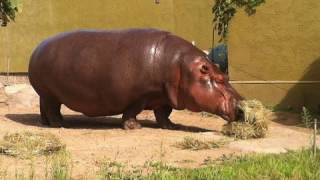 カバ Hippopotamusの発音 Youtube