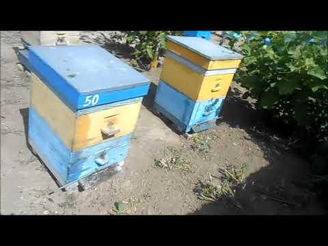 С чего пчёлы собирают нектар?
