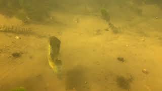 Scuba diving devils lake Wisconsin! Bass follows me for entire dive! 