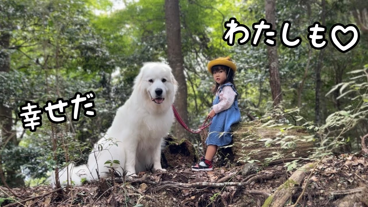 もののけ姫】自分より5倍も大きい超大型犬を手懐ける3歳児と優しく