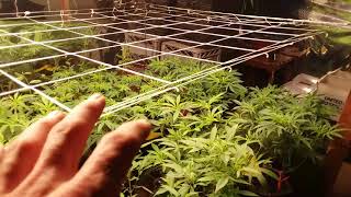 Organic Flower Room Update---A New Beginning #Bloomplus