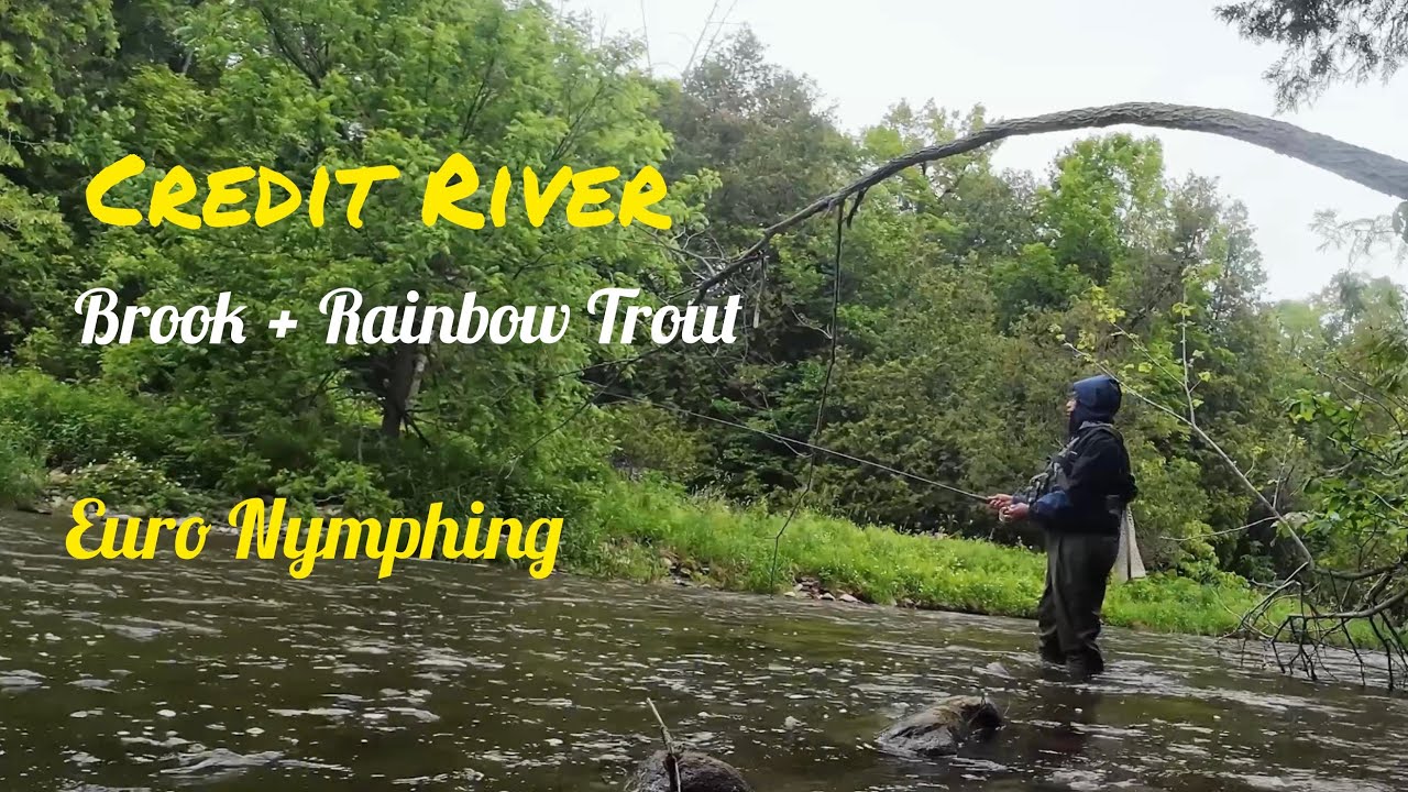 Rainbow and brook trout on the Upper Credit — a completely different river from the lower.