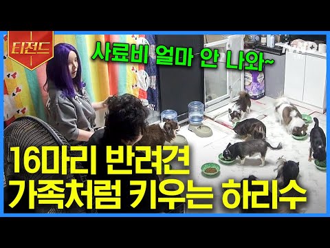 반려견 16마리와 함께 하는 하리수네 집🏠 기회를 놓치지 않고 도전하며 살아온 <strong>하리수의</strong> 이야기까지😊 | #프리한닥터M