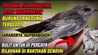 SUARA PANGGIL WALET | lama tapi tetap MUWANTEP