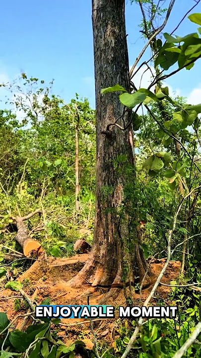 This big tree is shaking as it is about to fall #feedshorts #shorts #wood