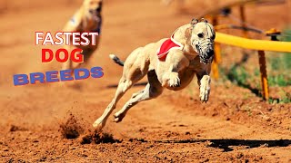 Top 10 Fastest Dog Breeds in the World by Loving Paws TV 100 views 1 year ago 4 minutes, 1 second