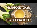 Gatos Podem Tomar Chá De Erva Doce Gato Pode Beber Chá De Erva Doce