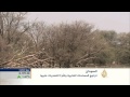 تراجع المساحات الغابية في السودان