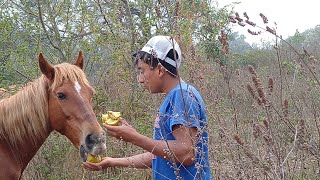 Asi alimento los caballos fruta silvestre llamada Matazano proteinas para los caballos en el potrero