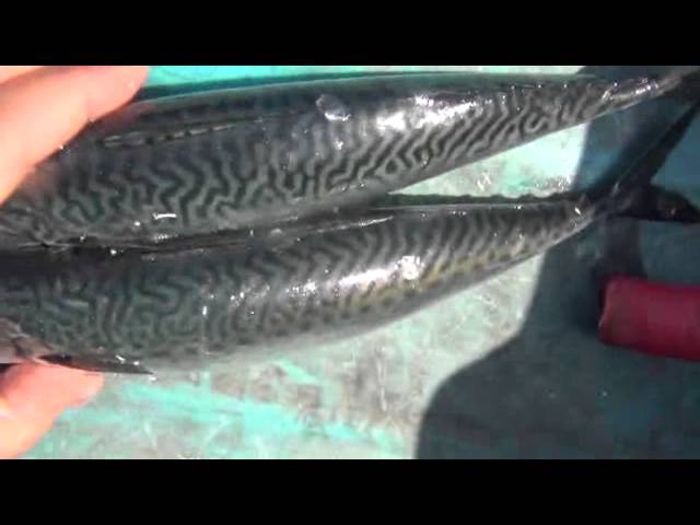 マサバとゴマサバ 魚の見分け方紹介 和歌山釣太郎 Youtube