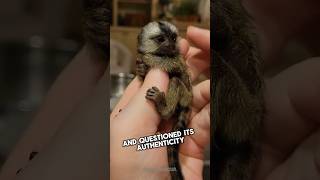 Finger Monkey  #Animals #Wildlife