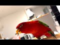 🍉 Watermelon Party🥚🥝🍅🍋