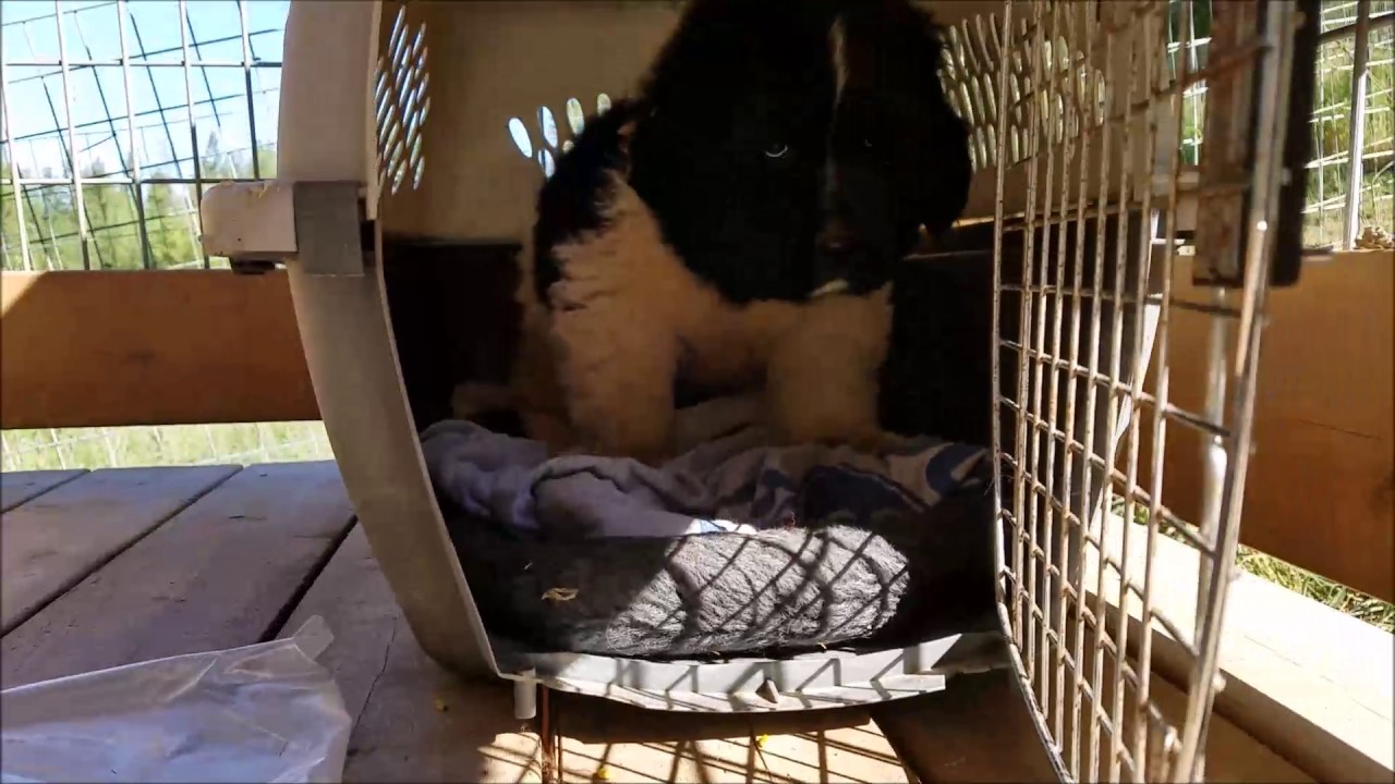 newfoundland dog crate