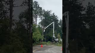 Timber!