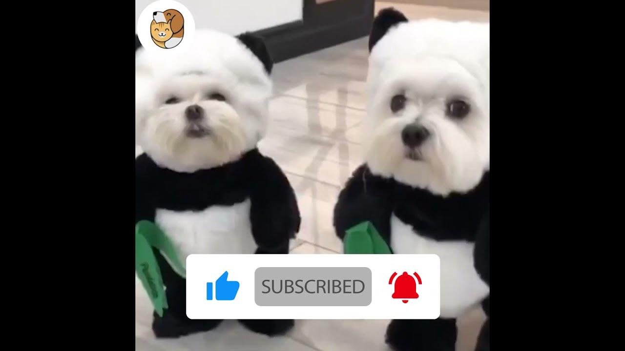 Lovable Maltese Dogs🐶 Dressed In Panda Costumes 🐼 YouTube