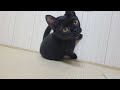 黒猫ちゃんについてご報告