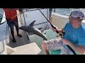 Catching Shark in the Galveston Bay
