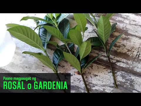Video: Gardenias Sa Taglamig: Paano Magpalamig ng Mga Halaman ng Gardenia