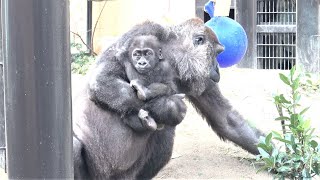 Gorilla is very popular.  Gentaro Kintaro Momotaro Genki  #38 Kyoto City Zoo