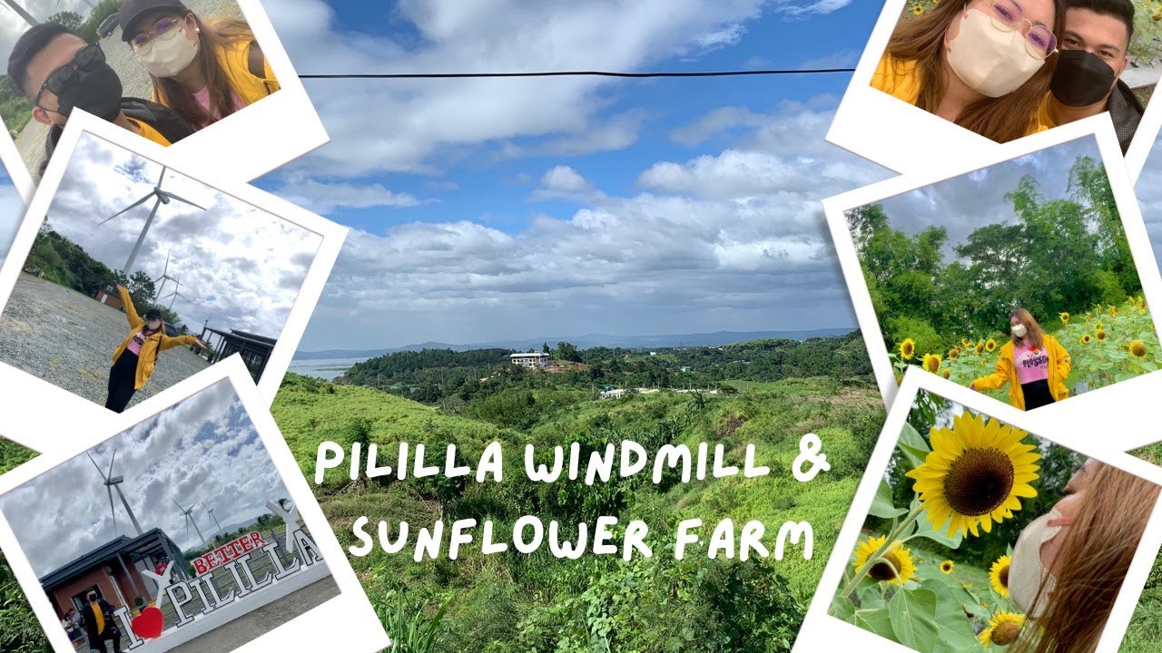 Pililla Windmill Sunflower Farm