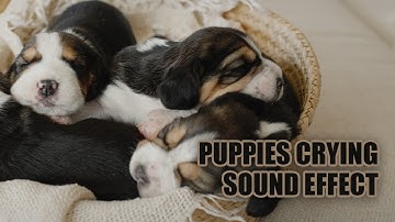 Puppies Crying Sound 🐕  Puppy Sound Effect 🐕  Puppies Whining