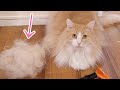 冬に向けてブラッシング &猫毛帽子作り PDS