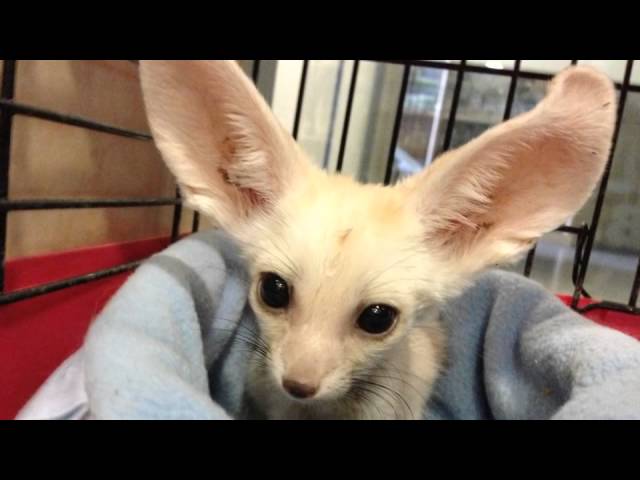 Zorros Fennec Baby Youtube Zorros Fennec Baby Youtube
