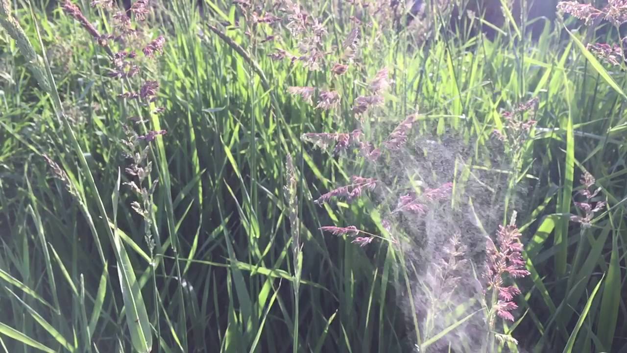 Grand Junction Allergies Grass Pollen YouTube