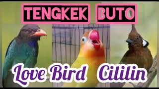 Tengkek Buto Cililin Love bird gacor