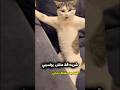 شريت قط   نجومي