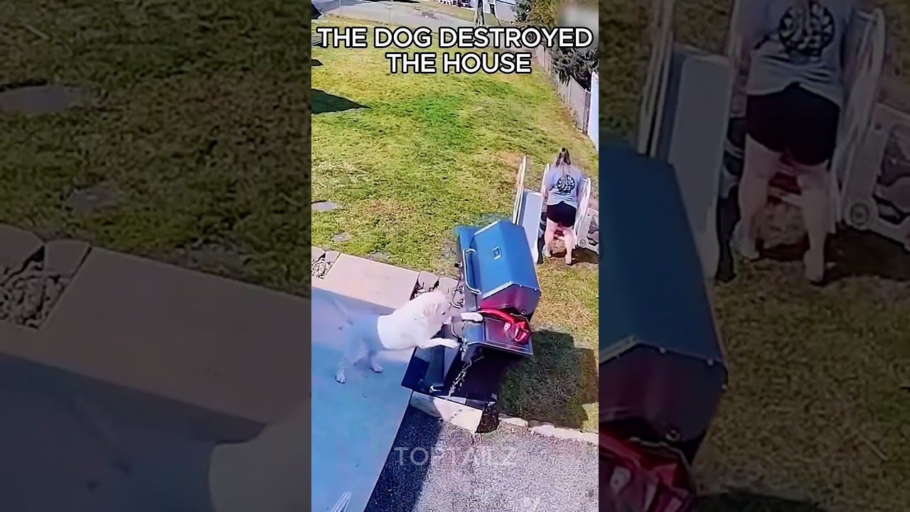 Dogs destroying  houses 