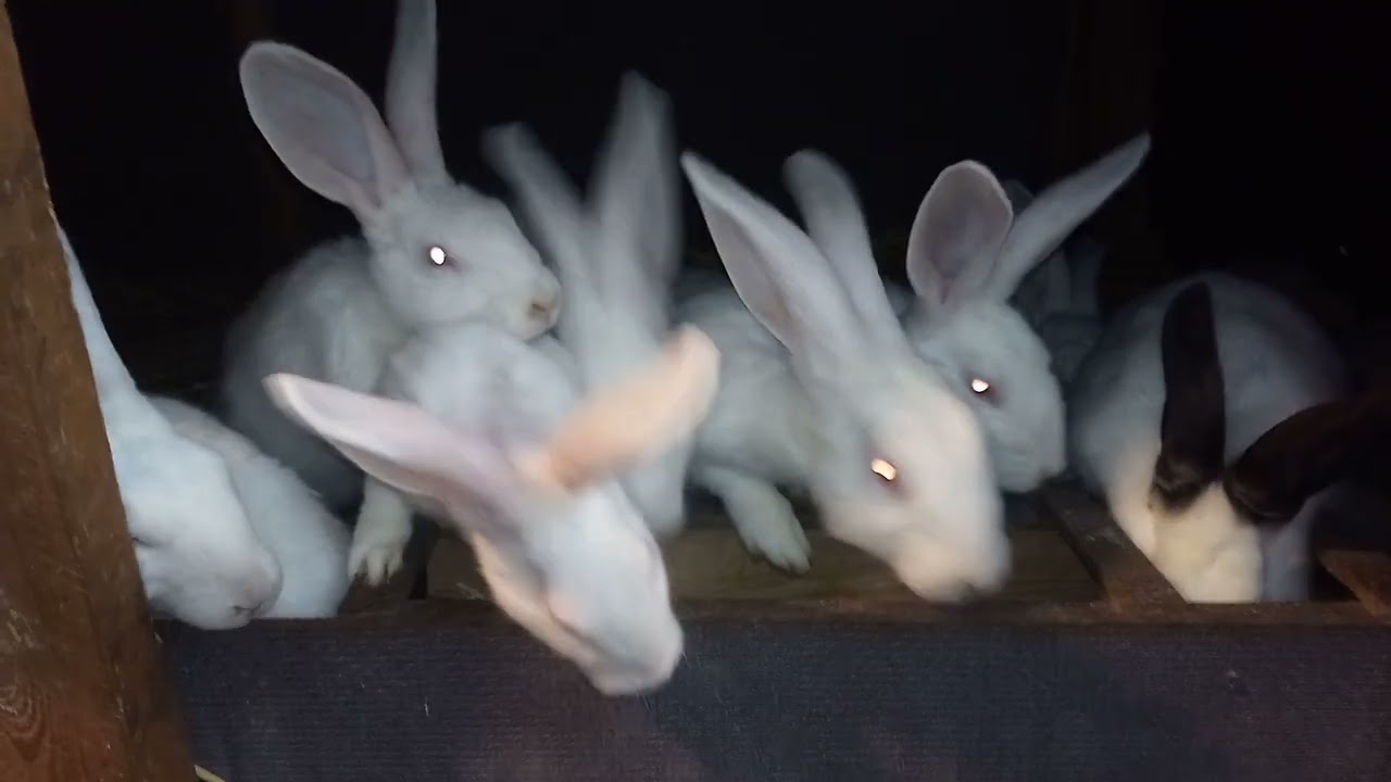 Hodowla królików Marka z Michałowa nowe nabytki