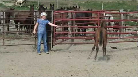 Lot #09 - 2010 Lapke Quarter Horses 11th Annual Pr...