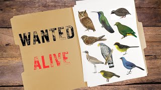 Missing for decades  10 Most Wanted Bird Species