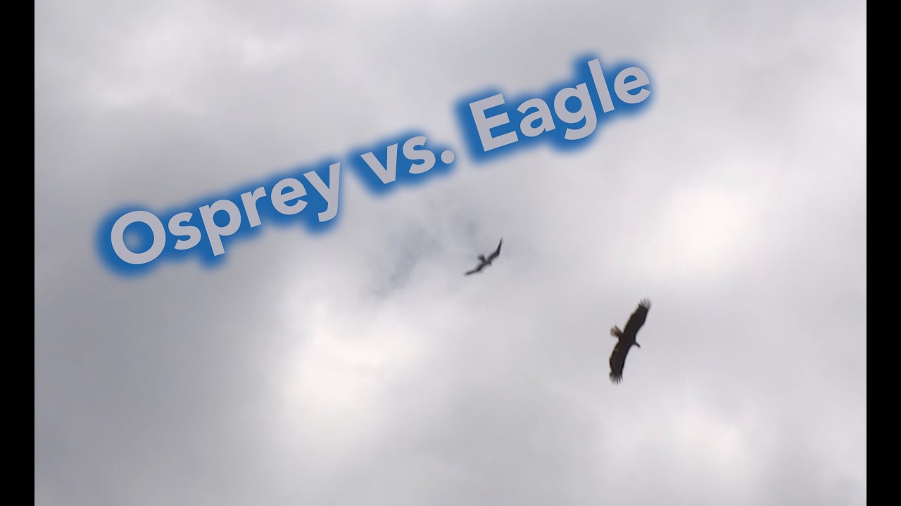 Osprey Vs. Eagle