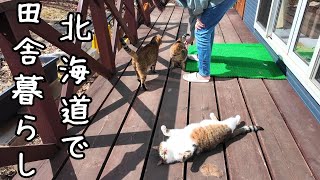 Hokkaido Country Life/It's the season to spend time outside with your dog and cat