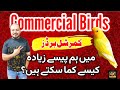 Albino red eye  albino black eye  decino  creamino  commercial bird  welcome aviary official