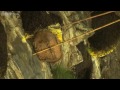 Nepal Mountain Dwellers Steal From Giant Honey Bees Insect Worlds Episode 1 Preview BBC Four 