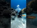 Diver Gets TOO Close to Giant Grouper 🐠⚠️ #viralvideo #shark #divng #marinelife #ocean