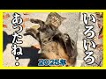 【愛猫と暮らした2025年、一年間の思い出…】野良猫から家猫となって三年半　かけがえのない家族となった癒やし猫達