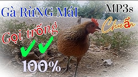 Tiếng gà rừng mái kêu gọi trống, mp3s siêu nhạy ( không tạp âm)|| Suab poj qaib seev zoo dib tuaj 💯%