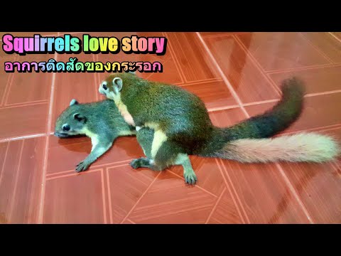 Squirrel love story : อาการติดสัดของกระรอกและการผสมพันธุ์ระหว่างกระรอกแดงท้องข้าวกับกระรอกเทาท้องขาว